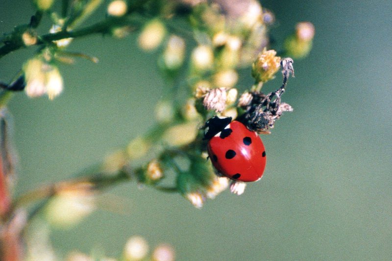 coccinelle da ID